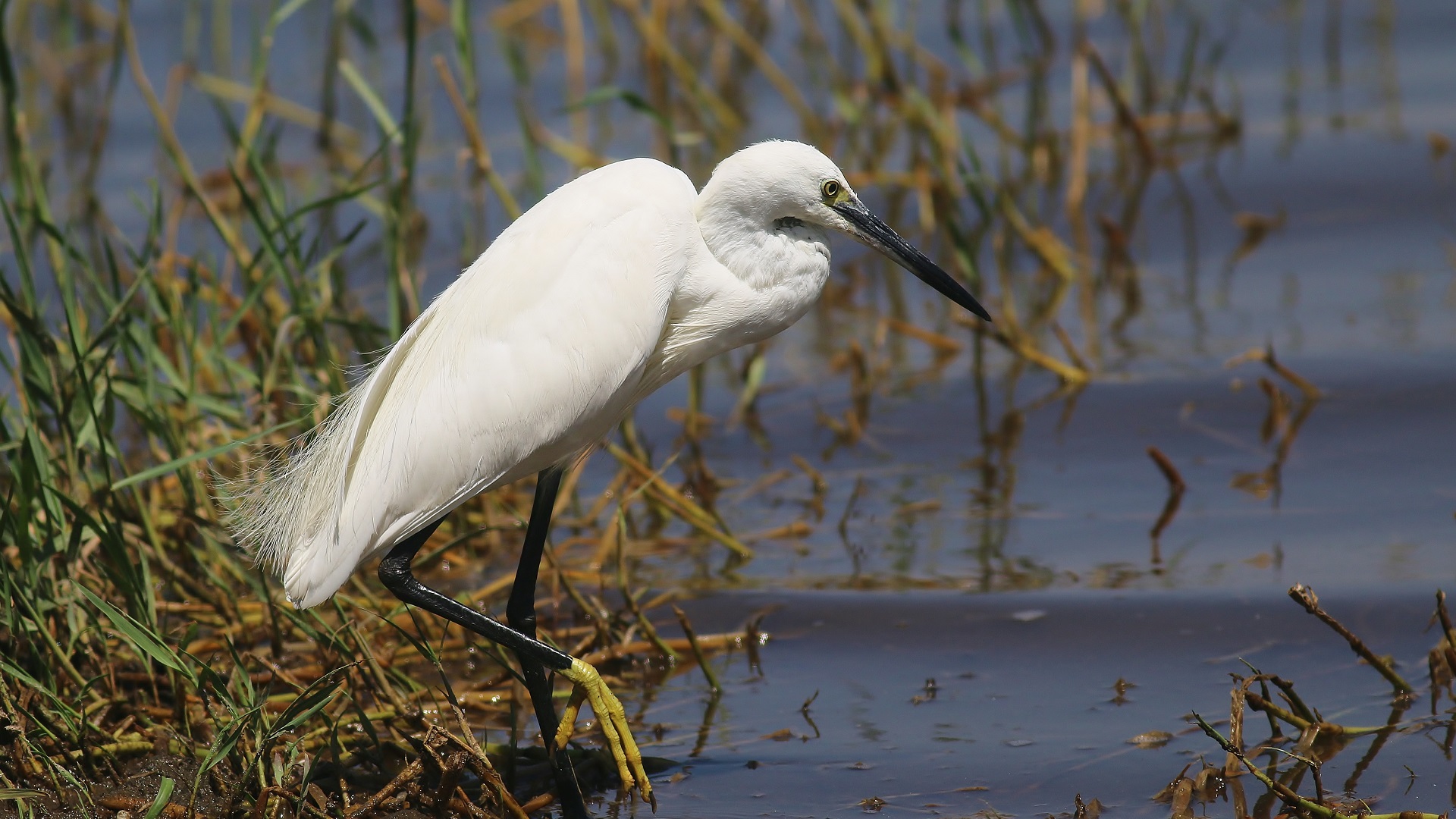 Great Egret